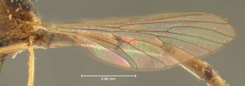 Media type: image;   Entomology 12738 Aspect: wing